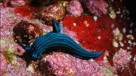 lesmas do mar ou nudibrânquios (Foto: Universidade de Southampton)