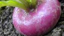 turnip