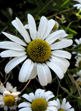 Black & White Flower