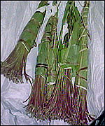 Khat