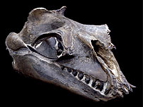 Fóssil da baleia de barbatana com dentes 