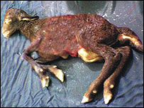 بره همتاسازی شده پژوهشکده رويان