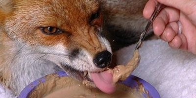 The fox at the rescue centre