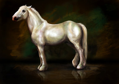 Gattleback: Portrait of a Cob Horse