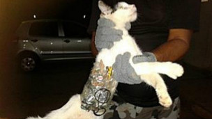 نیول شوې پیشو