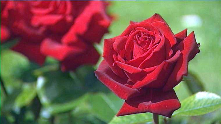 Rosa 'Ingrid Bergman'