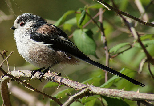 long tailed tit