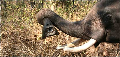 elefante com câmera