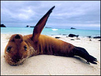 Leão Marinho em Galápagos (foto: Galapagos Conservation Trust)