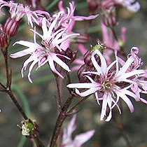Lychnis flos_cuculi