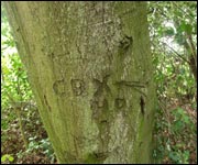 Initials on a beech tree