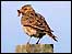 Skylark