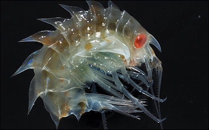 Imagem BAS/P.BUCKTROUT