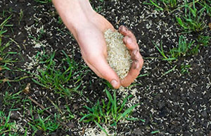 Sowing lawn seed