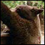Medvěd hnědý