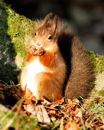 A close up photo of a Red Squirrel eating a nut