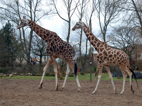 Three giraffes in a zoo