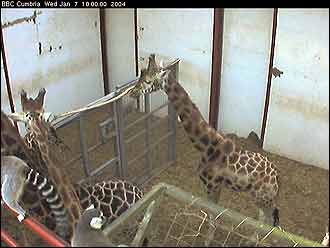 Giraffecam image - 7 January 2004