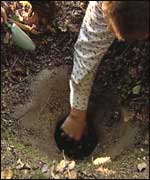 The source of the River Medway at Misswell Wood