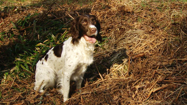 Spaniel dog