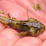 Freshawter Index (Image: Bullhead) c/o Herts Wildlife Trust)