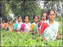 آسام چائے پوری دنیا میں مشہور ہے