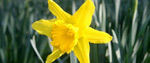 Daffodil