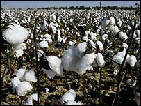कपास की फ़सल