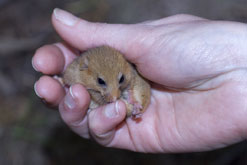 Lionel Kelleway & Mike Ladle