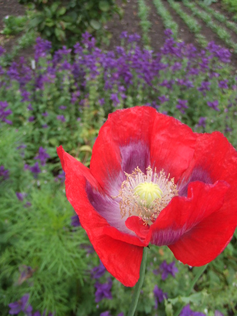 Chatsworth House Garden 3