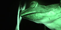 Frog in torchlight