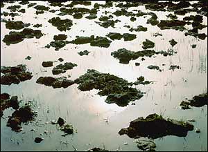 عکس از محمود آل احمد