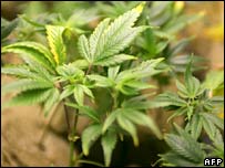 Plantação de maconha na Califórnia