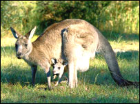 کانگرو