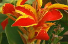  Small garden vote (image: Canna)