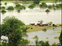 Gado isolado pelas cheias