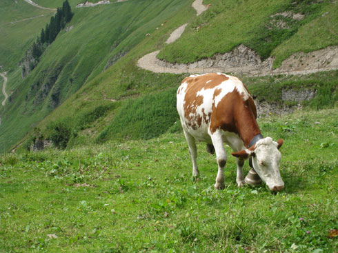 A Swiss cow!