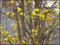 Hoa mai vàng ngày Tết tại Việt Nam