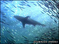 Tubarão baleia na África do Sul