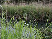 Reed beds are the main habitat for marsh harriers