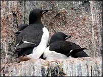 Brunnich's guillemots, Svalbard