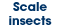 Scale insects