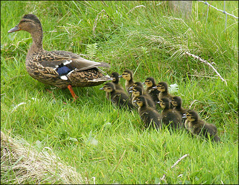 family of ducks