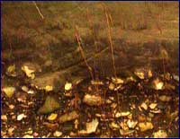 Image of sedimentary rocks