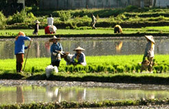 Workers tend a paddy field in Indonesia
