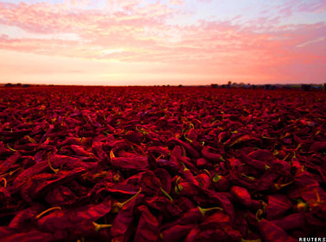 Paprika peppers being dried in Peru