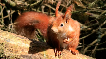 Red squirrel on Anglesey - image by National Trust