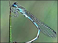 A southern damselfly
