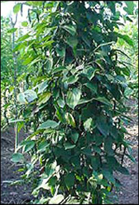 کیرالا میں مصالحہ کا پودا