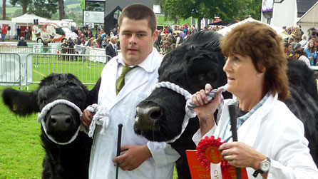 Showing Welsh blacks.